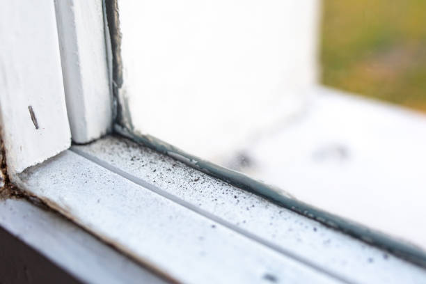  Young Harris, GA Mold Removal Pros