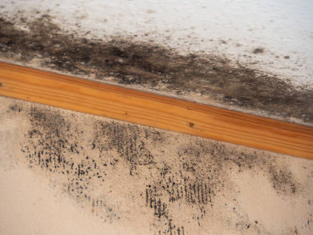 Best Residential Mold Inspection & Testing  in Young Harris, GA