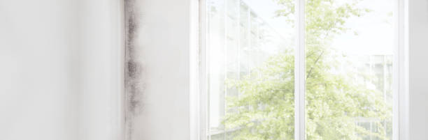 Best Forensic Mold Investigation  in Young Harris, GA