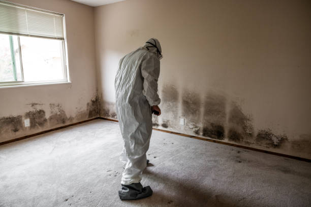 Best Commercial Mold Inspection  in Young Harris, GA